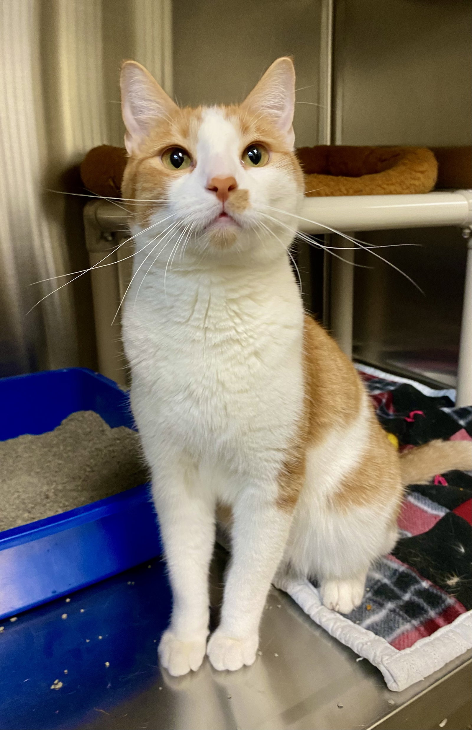Lucian, Domestic Short Hair