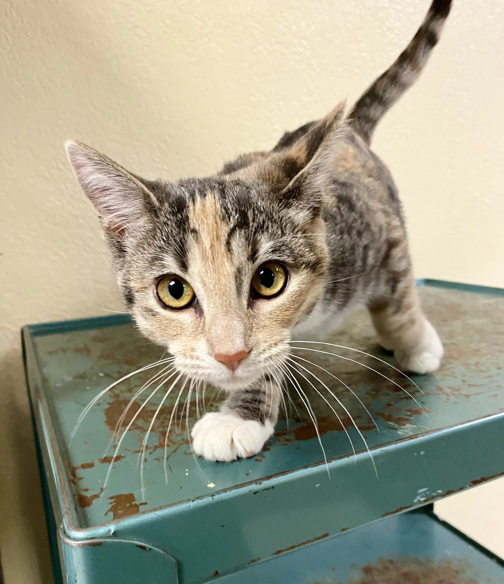 Amren - Domestic Short Hair