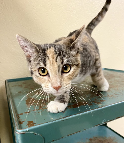 Amren, a cat for adoption from Cats Cradle Shelter Inc.