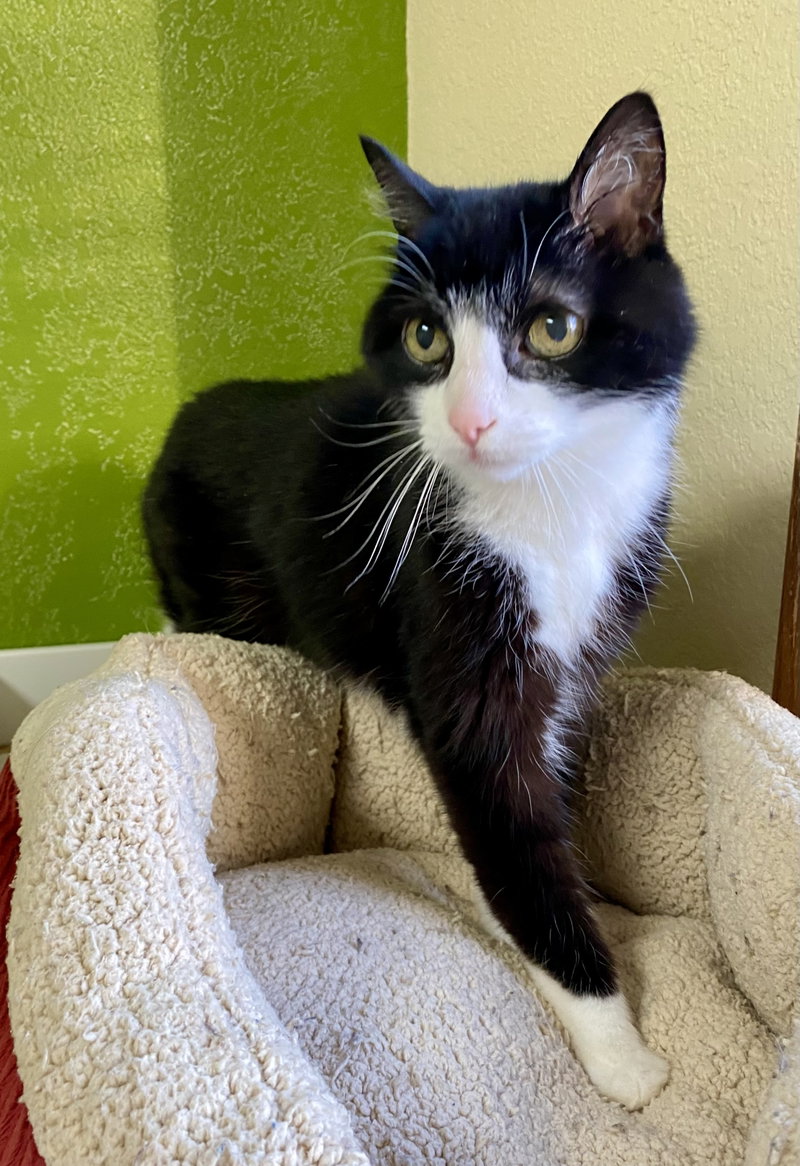 Bob, an adult male cat up for adoption