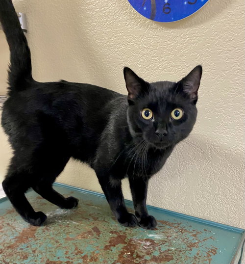 Thackery Binx, a cat for adoption from Cats Cradle Shelter Inc.
