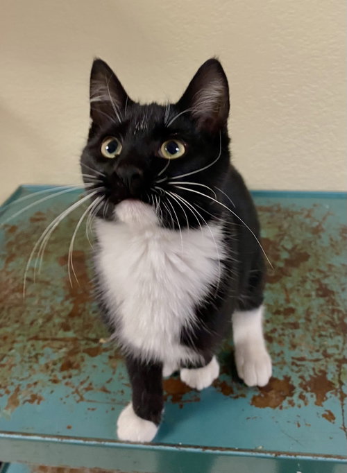 Dorian, Domestic Short Hair / Tuxedo / Mixed (short coat)
