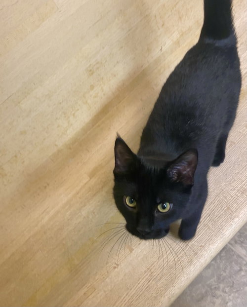 Luna, Domestic Short Hair / Mixed (short coat)