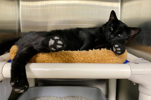Butch, Domestic Short Hair / Mixed (short coat)