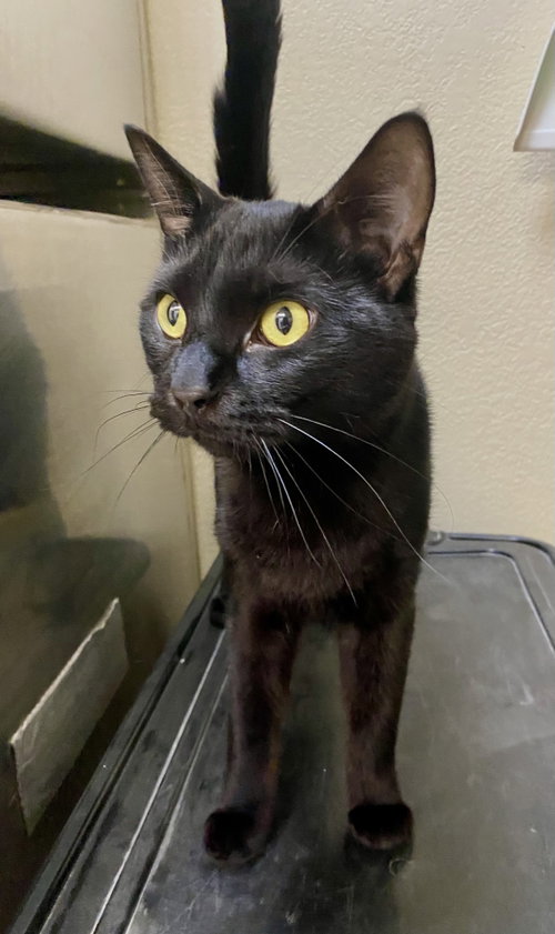 Lorcan, Domestic Short Hair / Mixed (short coat)