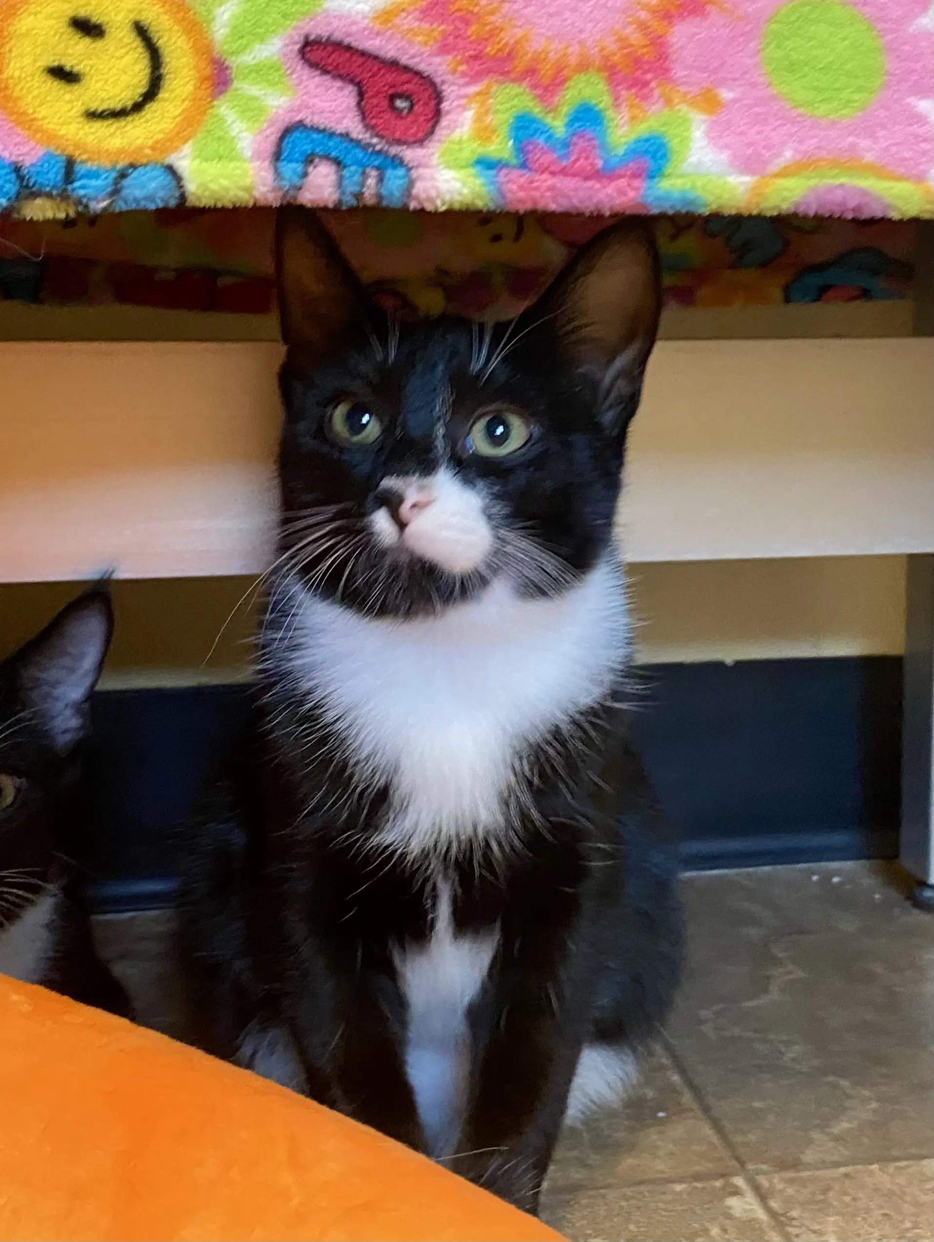 Elaine - Domestic Short Hair