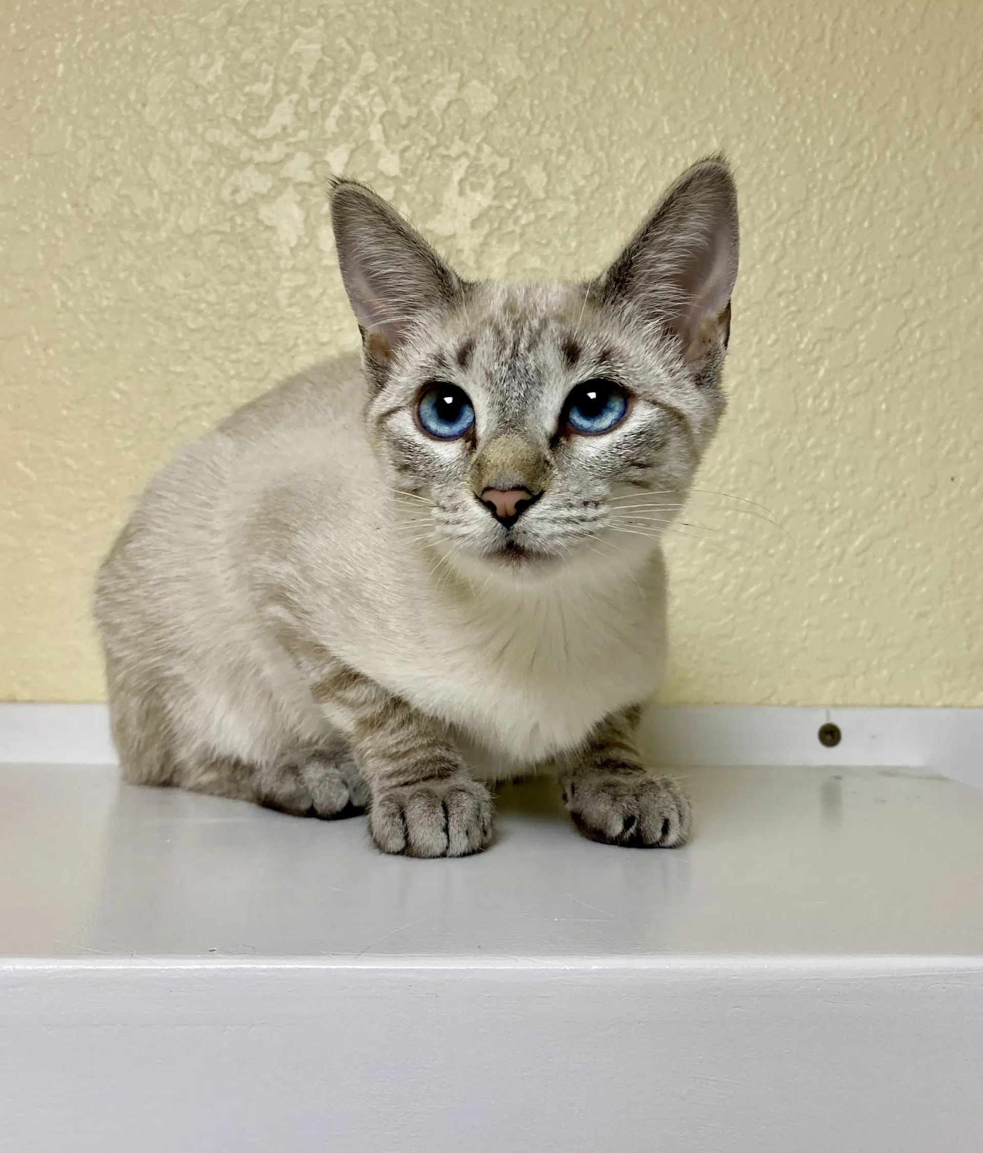 Aneesa - Domestic Short Hair