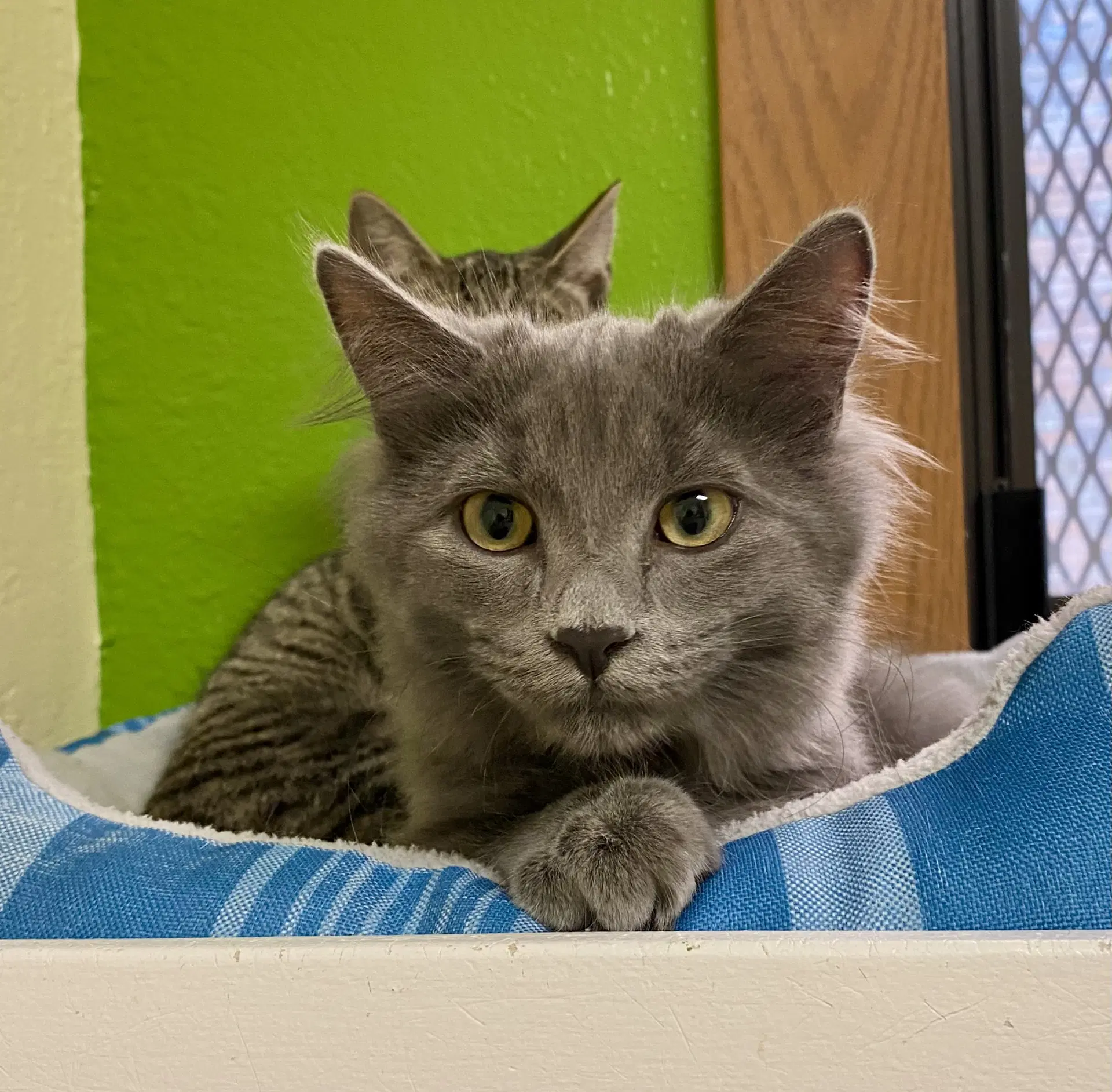 Olivia - Domestic Medium Hair