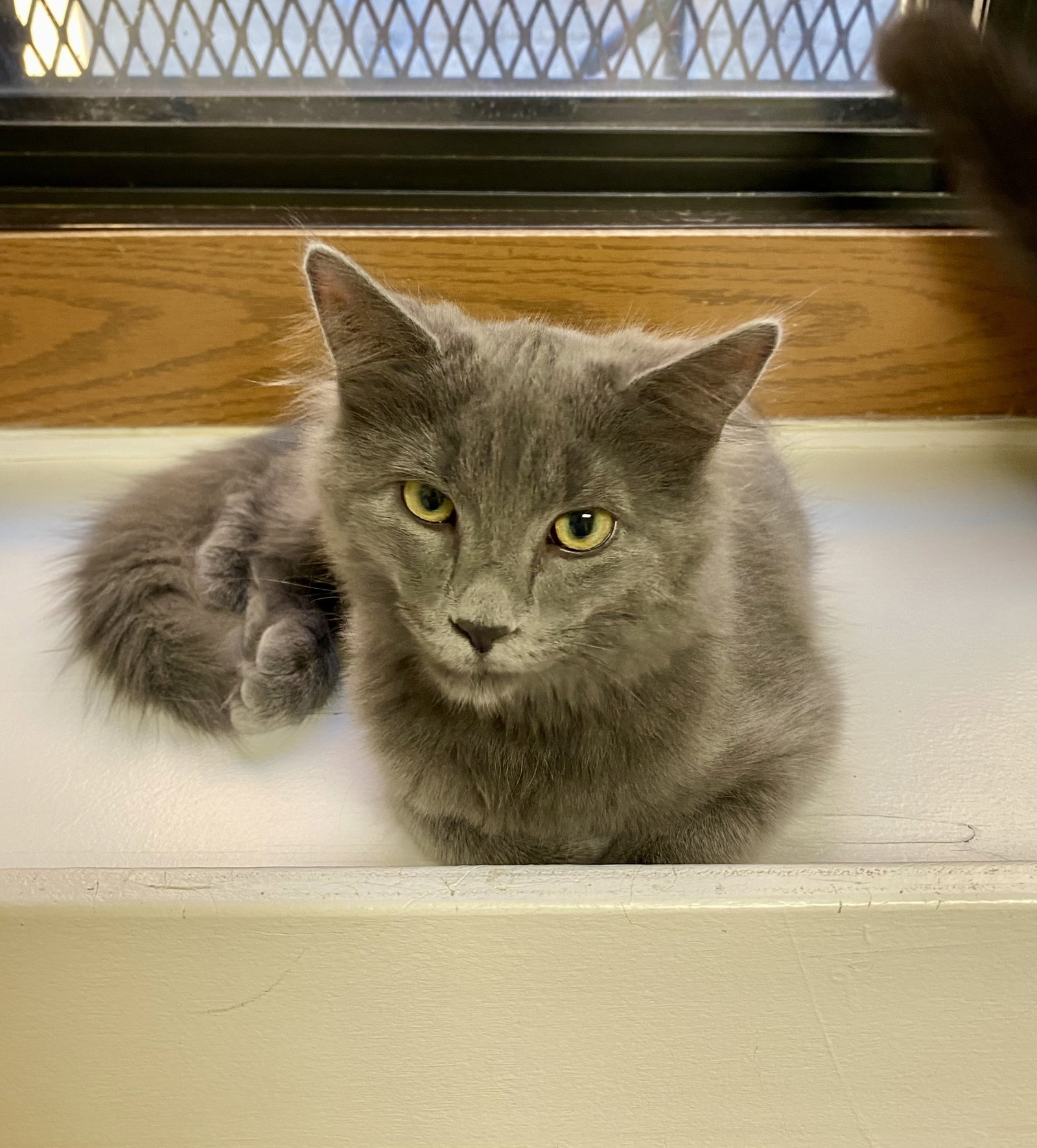 Olivia, photo 2