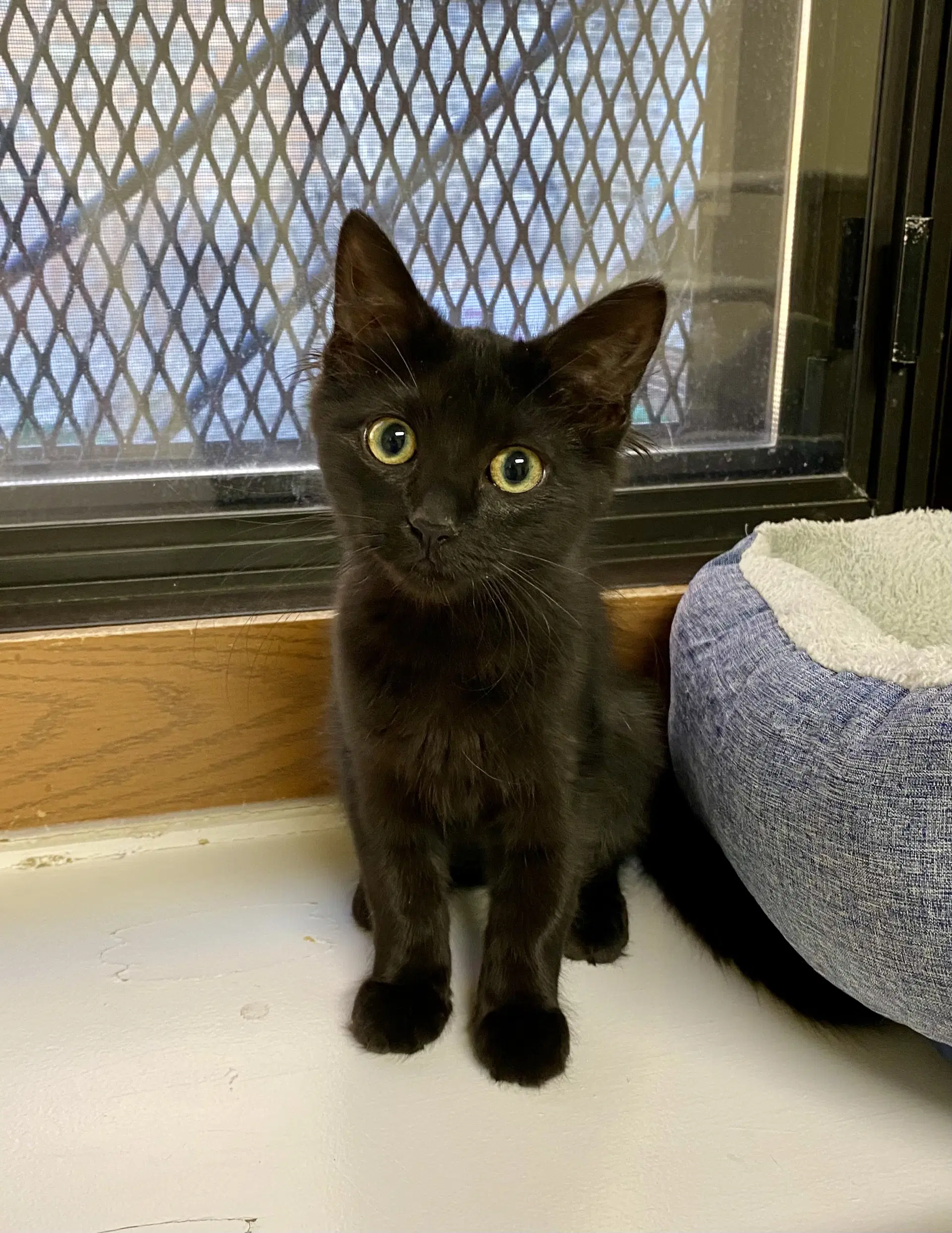 Nurys - Domestic Medium Hair