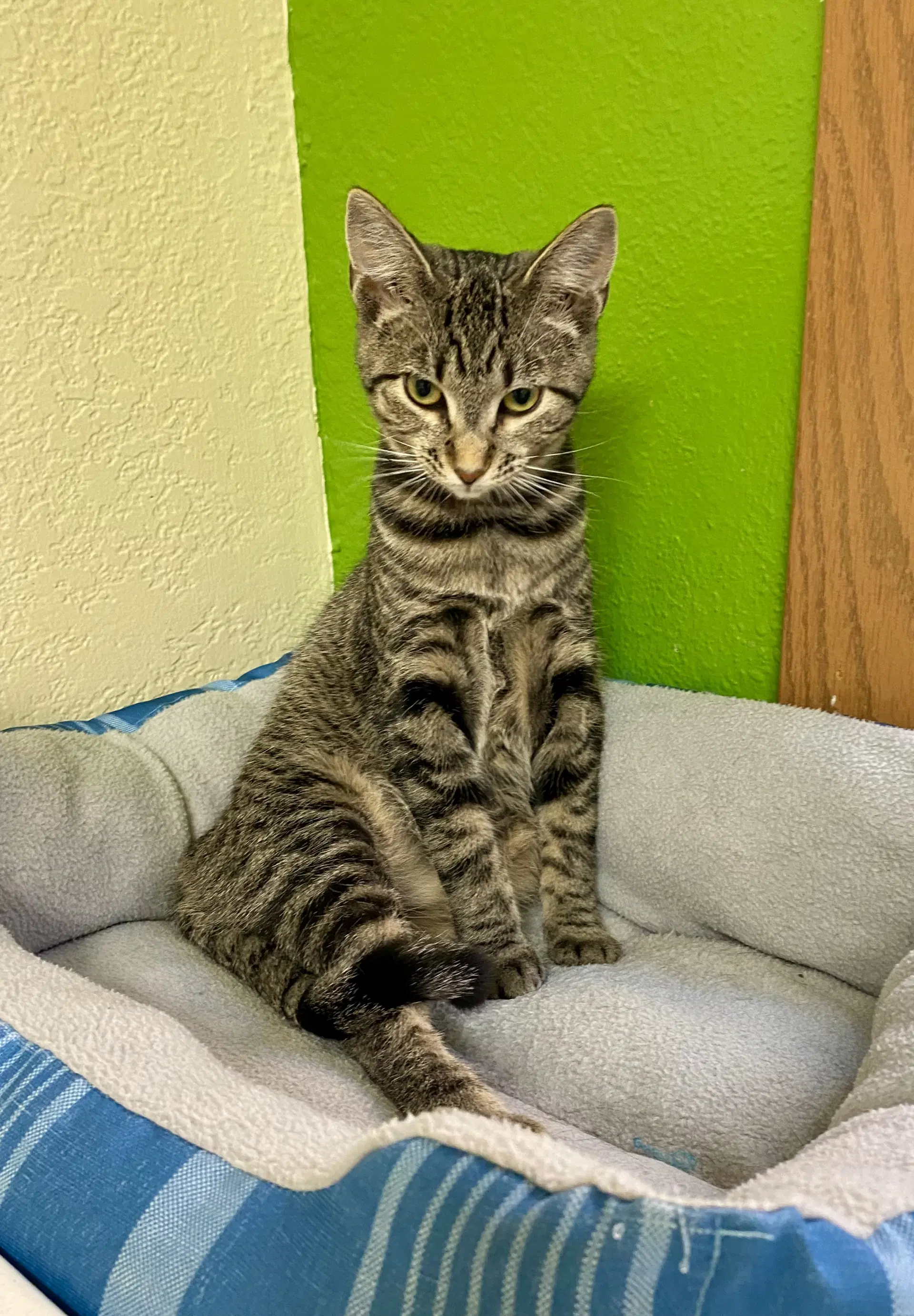 Diem - Domestic Short Hair