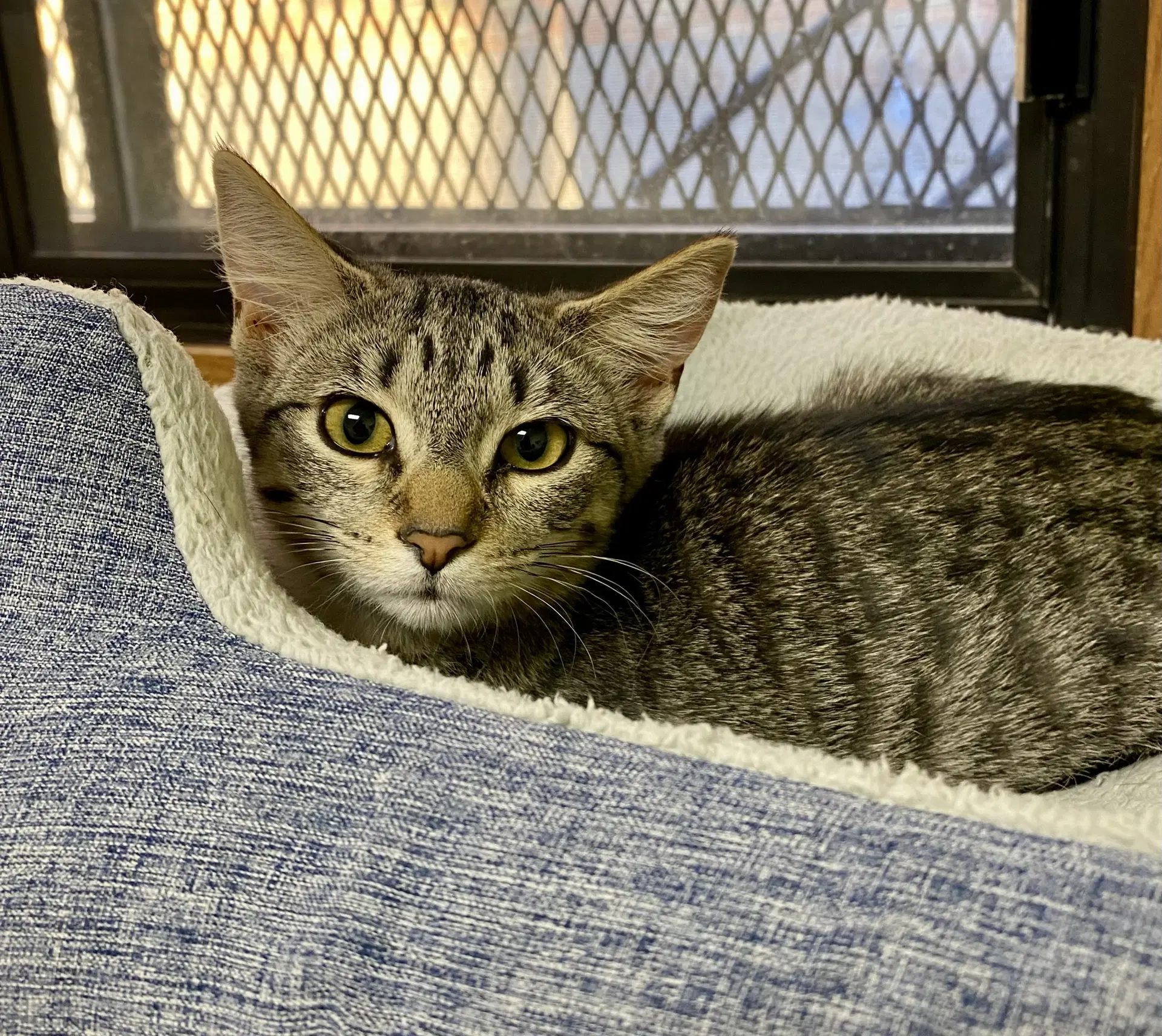 Cara Maria - Domestic Short Hair