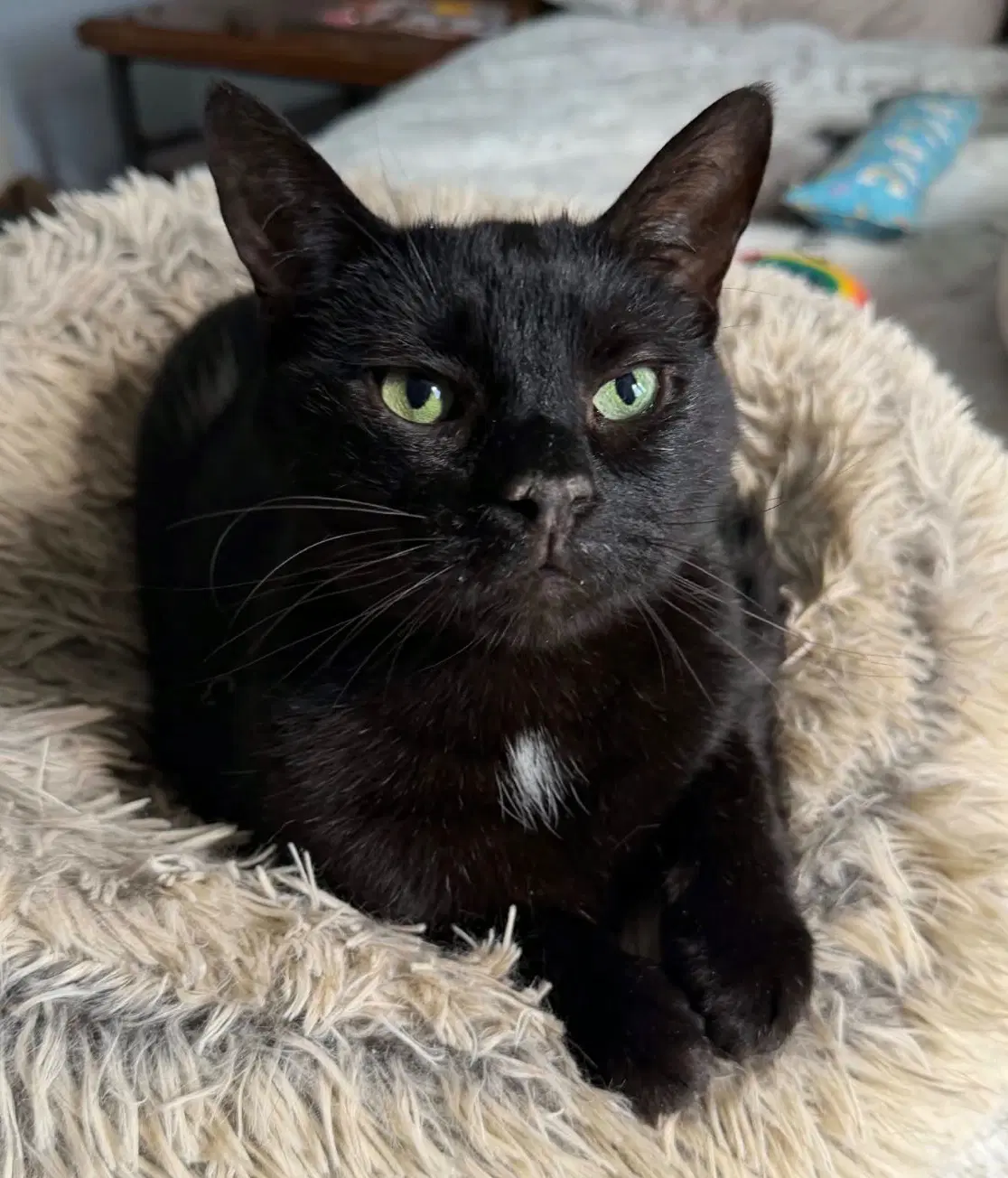 Timber - Domestic Short Hair