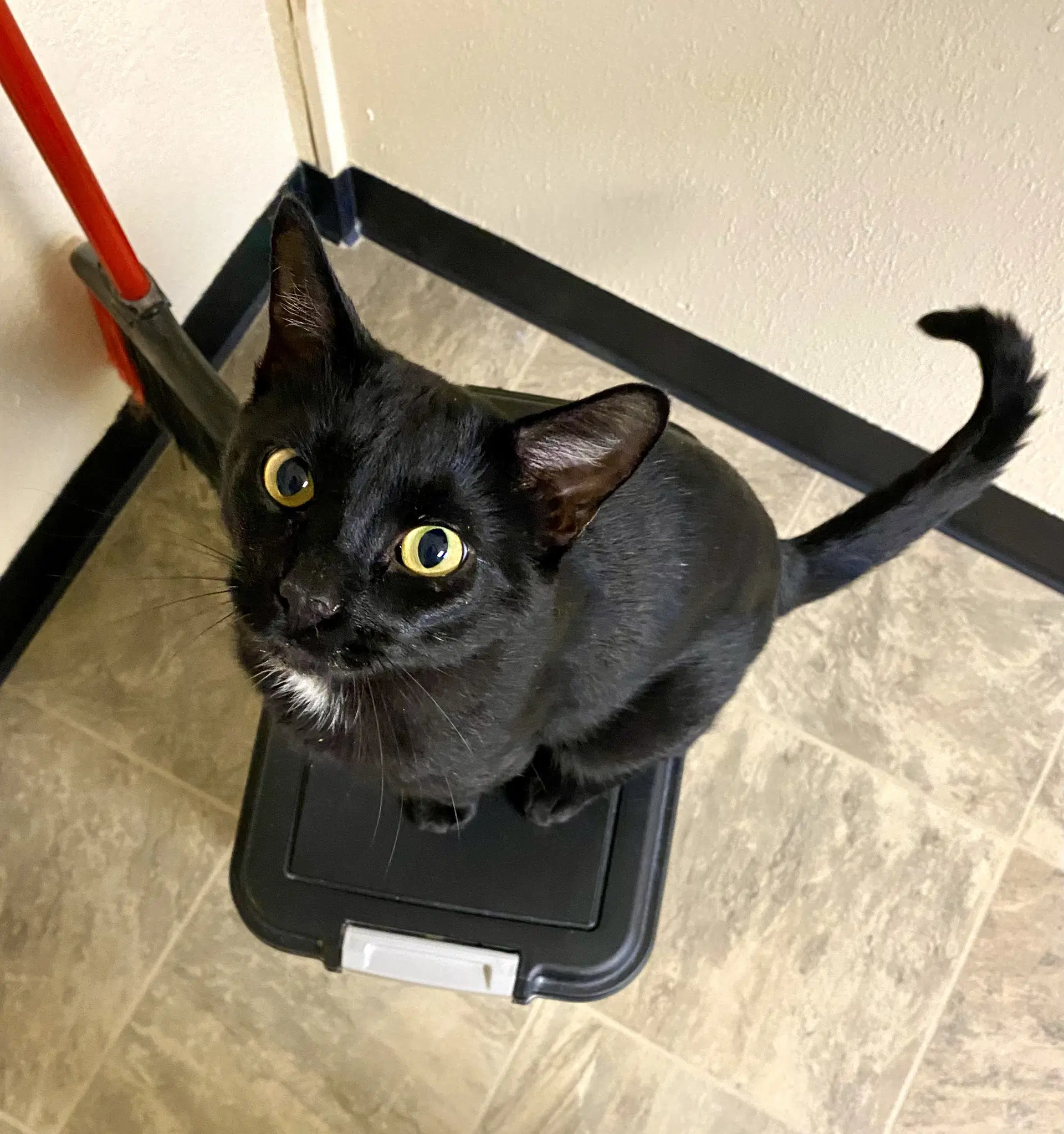 Butch - Domestic Short Hair