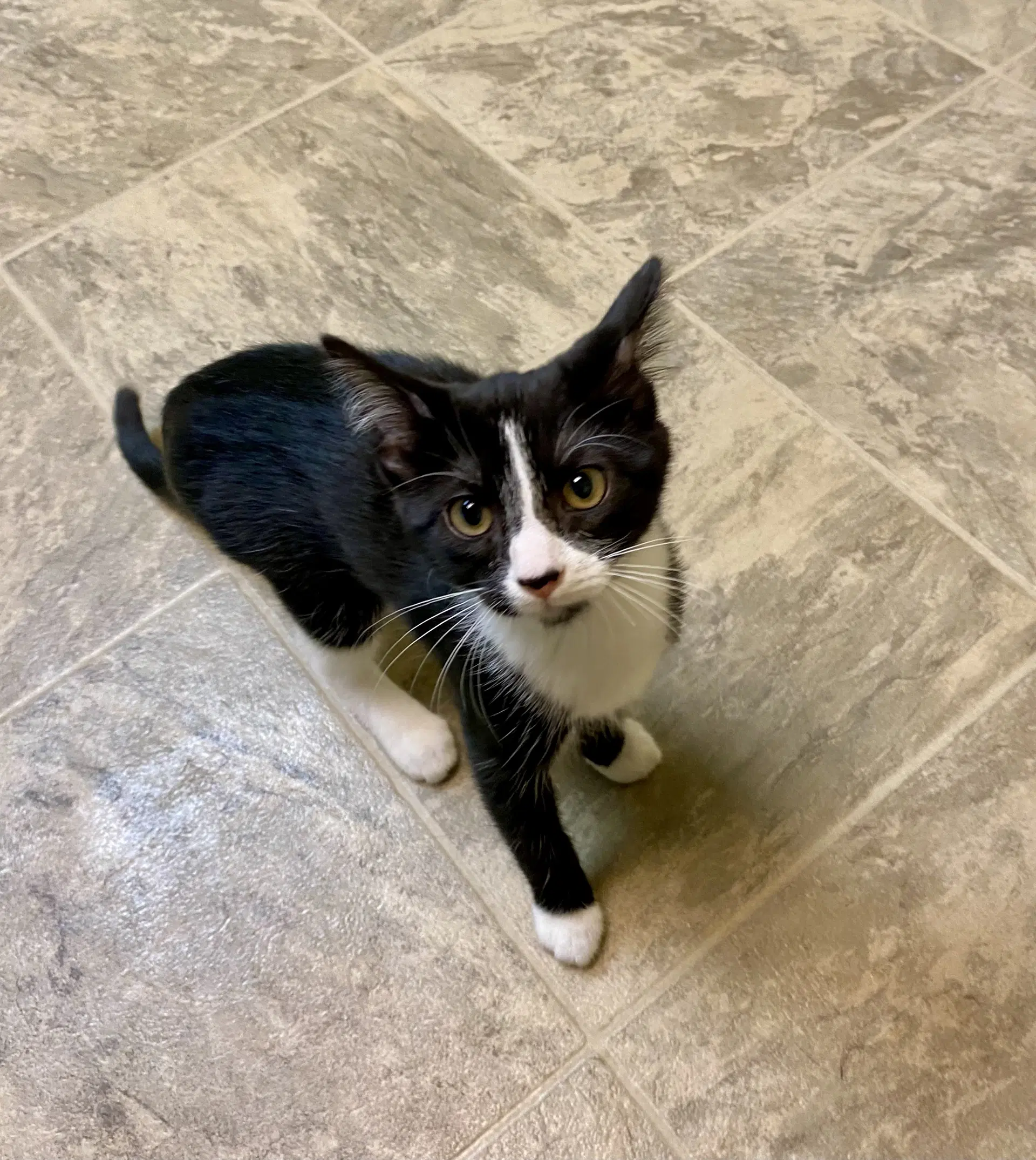 Tillie - Domestic Short Hair