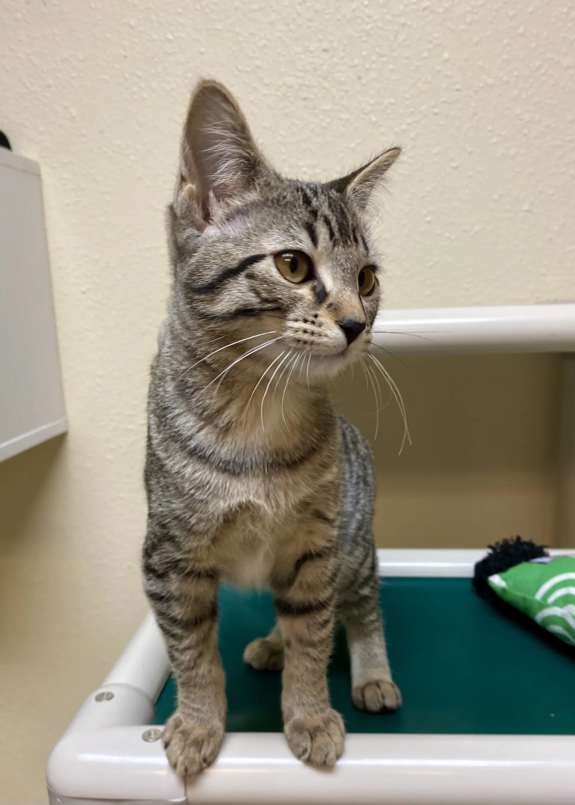 Baby Spice - Domestic Short Hair