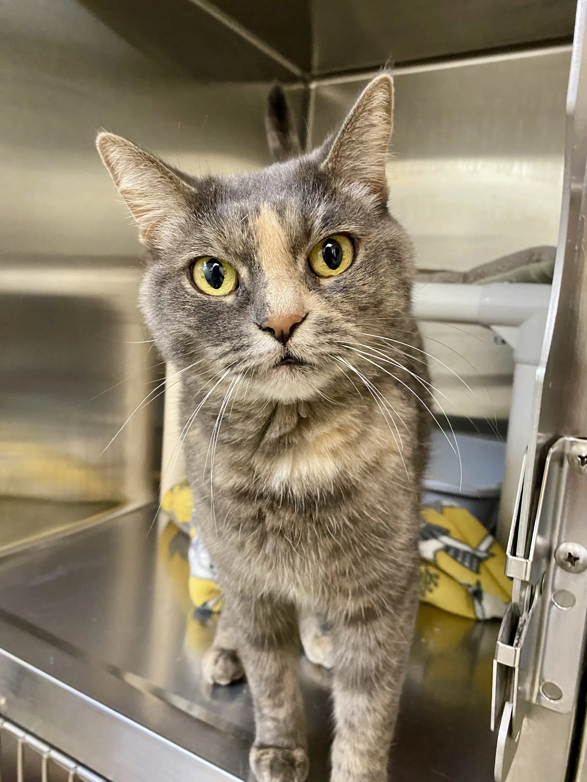Eggroll - Domestic Short Hair