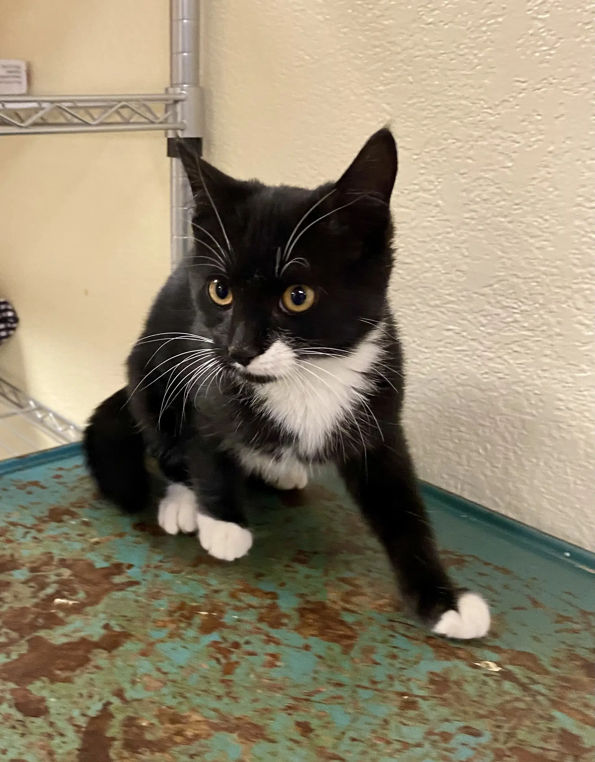 Berm - Domestic Short Hair