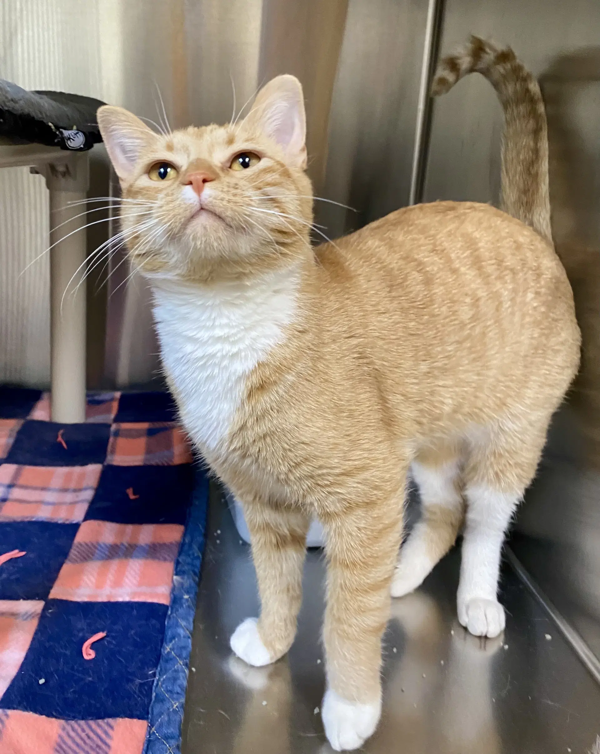 Friar Tuck - Domestic Short Hair