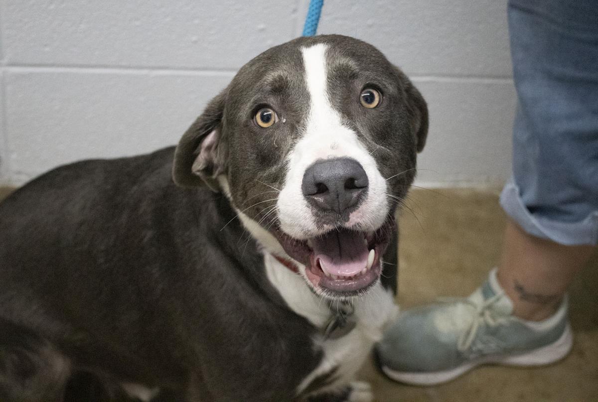 adoptable Dog in Mountain Home, AR named Rufus (Ranger)