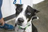 adoptable Dog in , AR named Rue (Renzo)