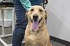 adoptable Dog in , AR named Mya (Angel)