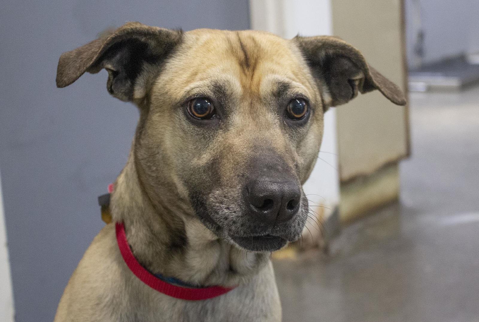adoptable Dog in Mountain Home, AR named Bud