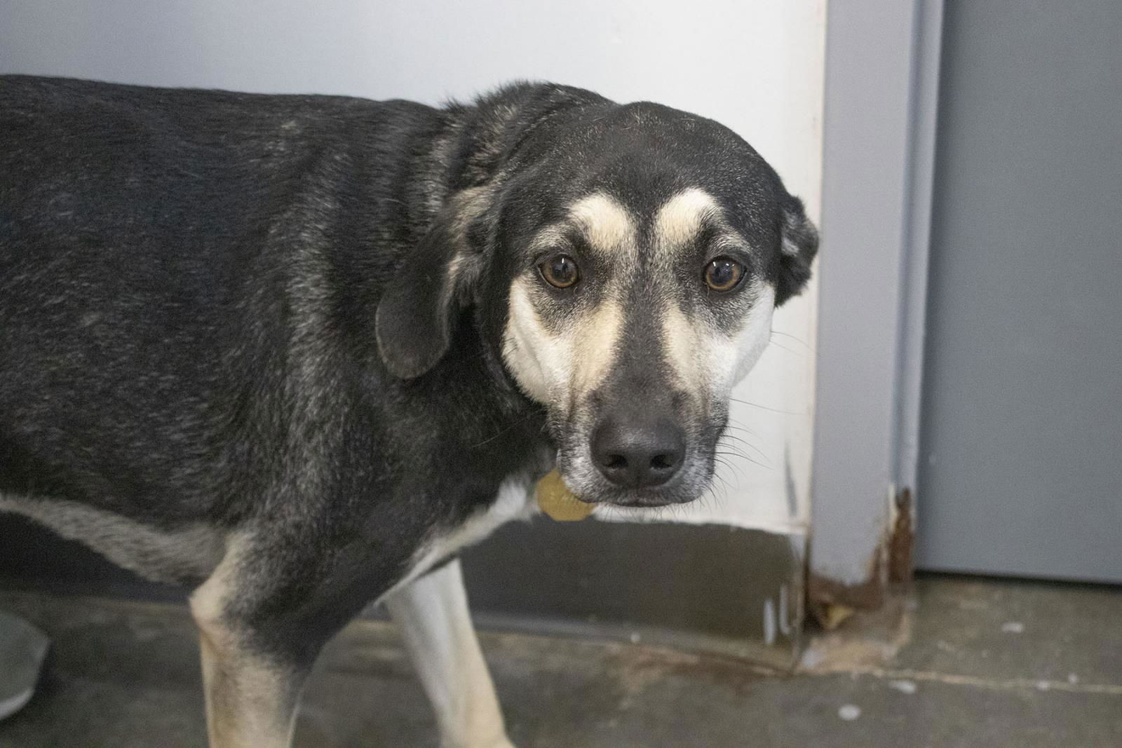 adoptable Dog in Mountain Home, AR named Snickers (Snickerdoodle)