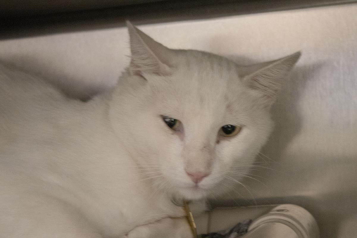 adoptable Cat in Mountain Home, AR named Harvey