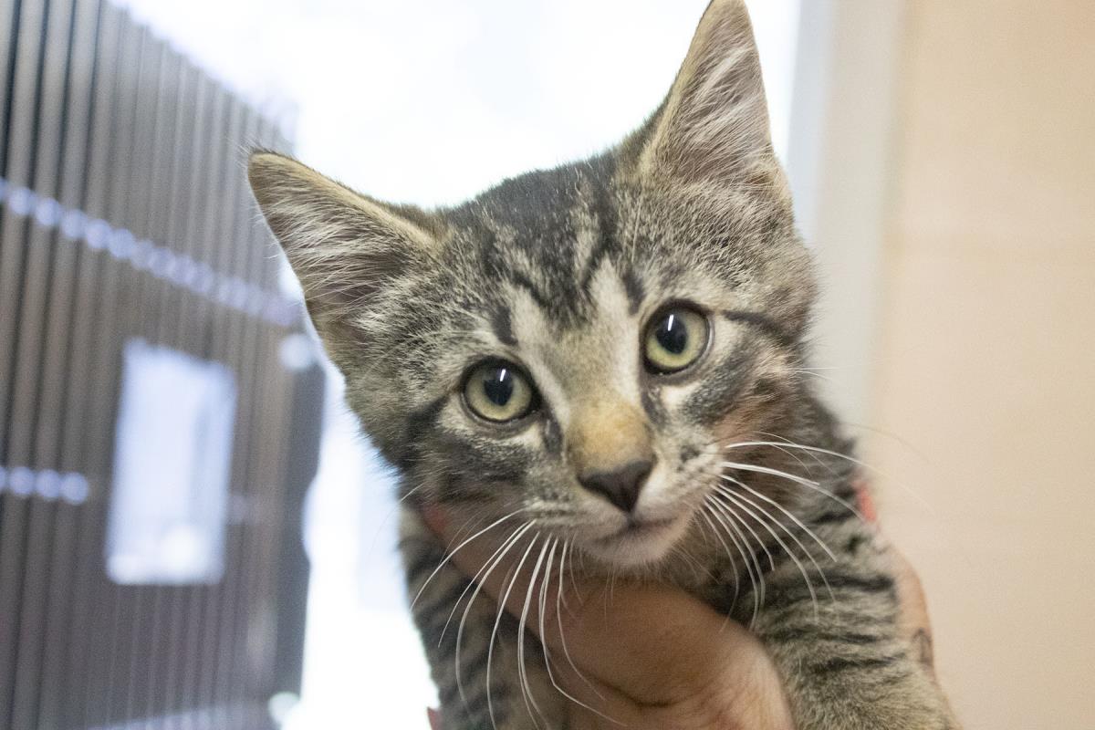 adoptable Cat in Mountain Home, AR named Chelsea