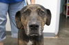 adoptable Dog in Mountain Home, AR named Bulger