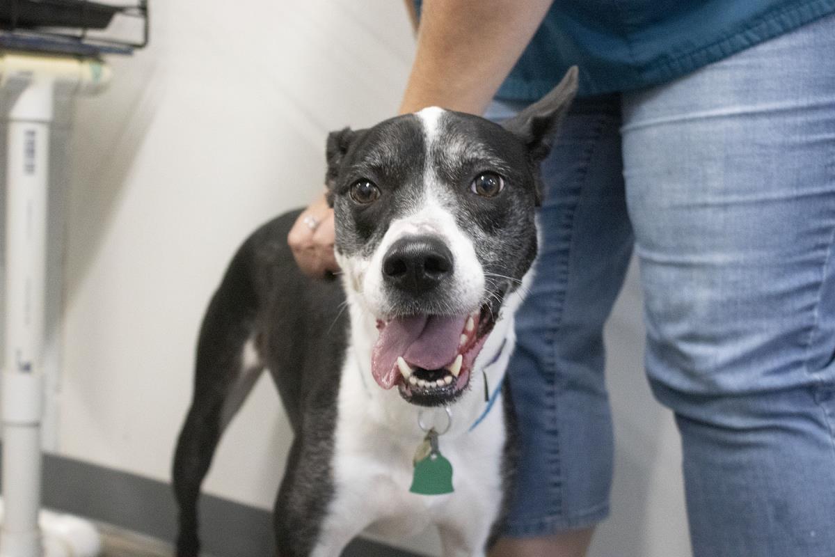 adoptable Dog in Mountain Home, AR named Bella (Candycane)