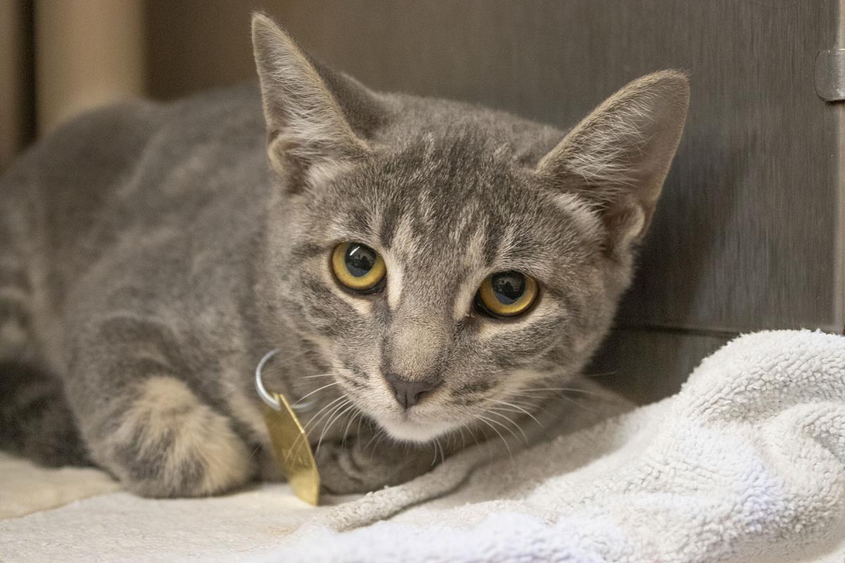 adoptable Cat in Mountain Home, AR named Phoenix