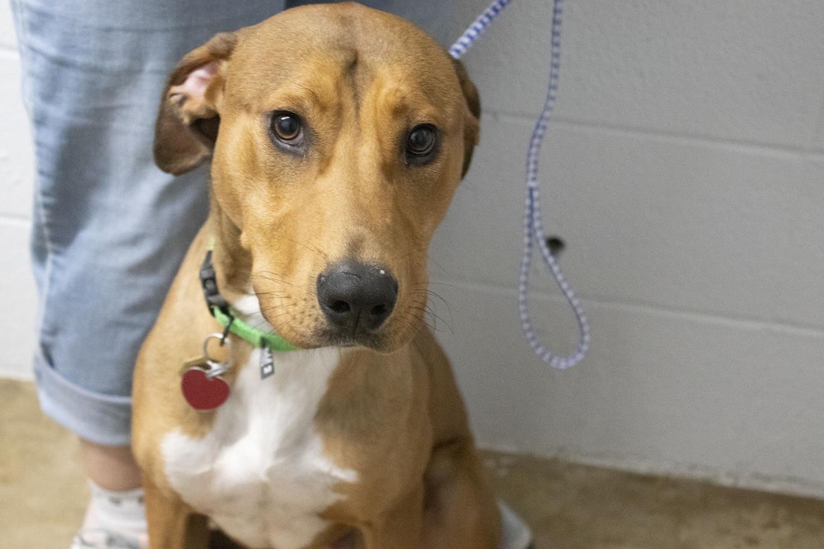 adoptable Dog in Mountain Home, AR named Pickles