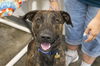 adoptable Dog in , AR named Andy