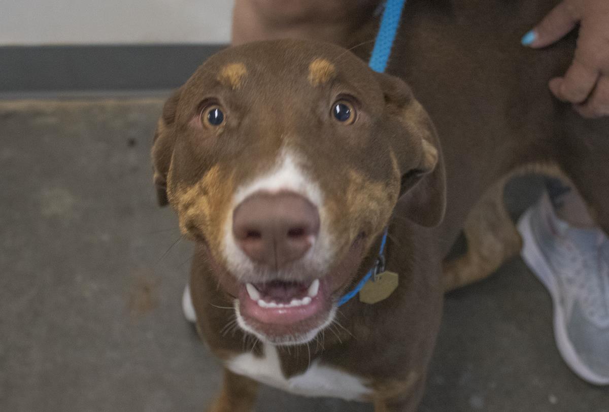 adoptable Dog in Mountain Home, AR named Holly