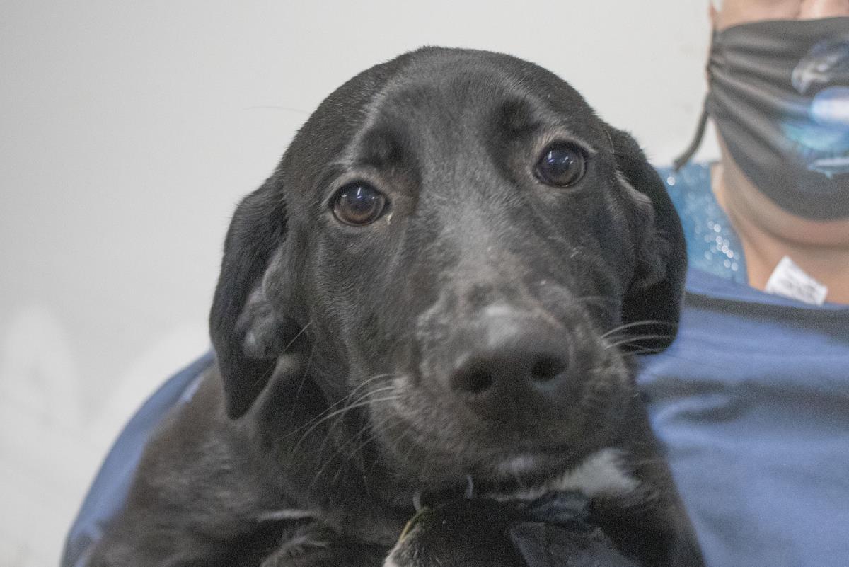 adoptable Dog in Mountain Home, AR named Scarlett