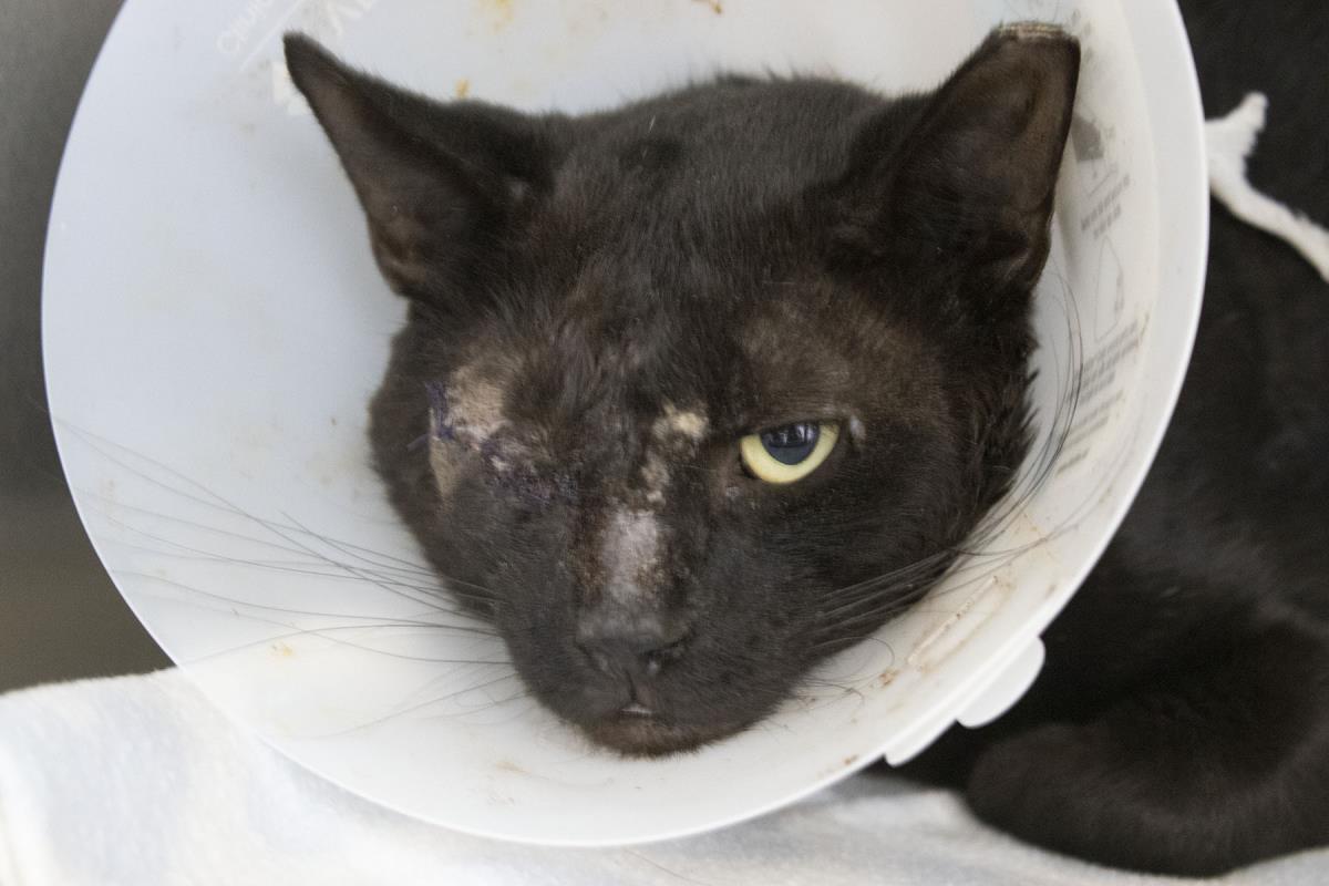 adoptable Cat in Mountain Home, AR named Pretty Boy