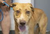 adoptable Dog in Mountain Home, AR named Pumpkin