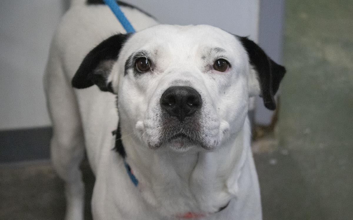 adoptable Dog in Mountain Home, AR named Buttermilk