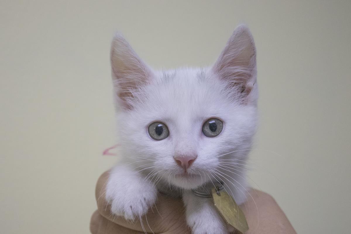 adoptable Cat in Mountain Home, AR named Hershey