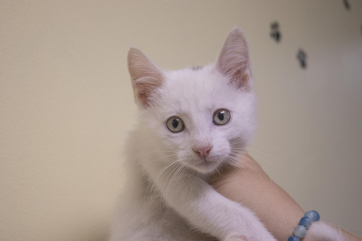 adoptable Cat in Mountain Home, AR named Twix