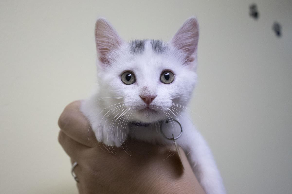 adoptable Cat in Mountain Home, AR named Milky Way