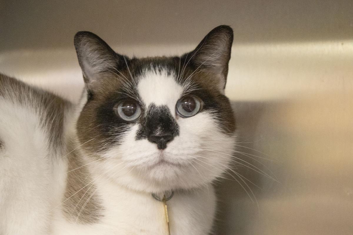 adoptable Cat in Mountain Home, AR named Amigo