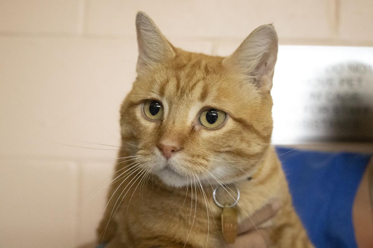 adoptable Cat in Mountain Home, AR named Starburst