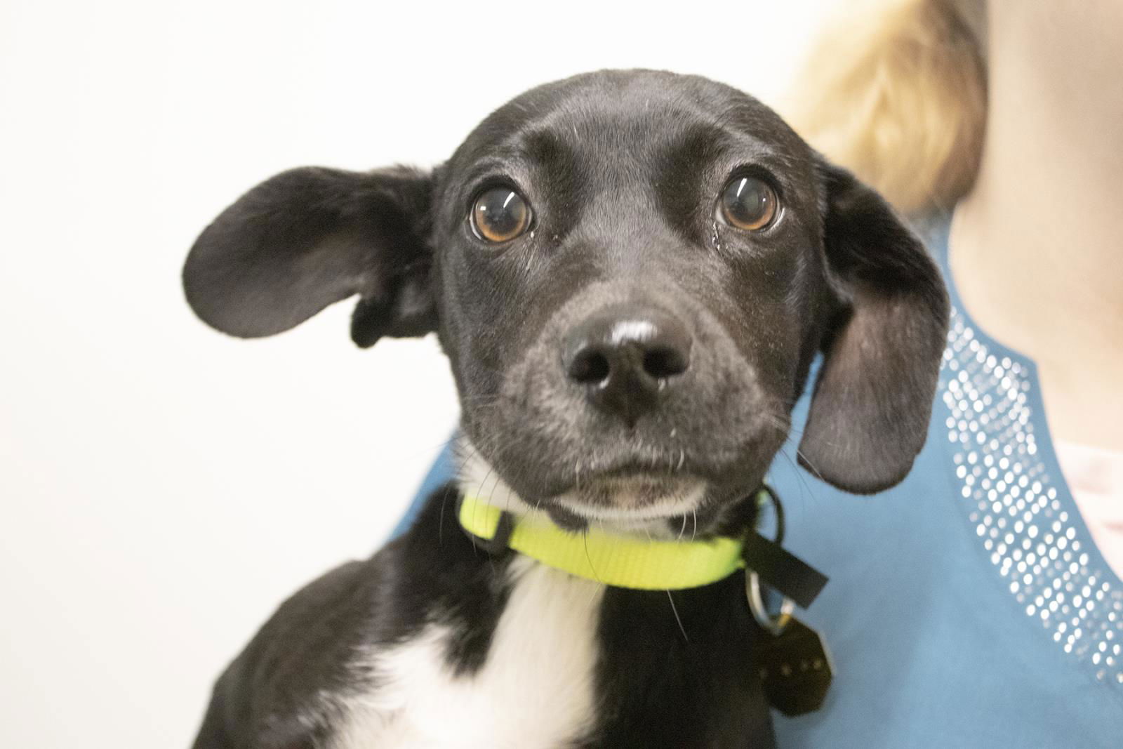 adoptable Dog in Mountain Home, AR named June