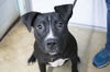 adoptable Dog in mountain home, AR named Baxter (Bart)