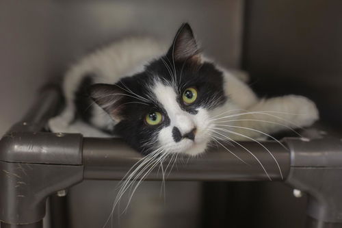 picture of the cat needing adoption