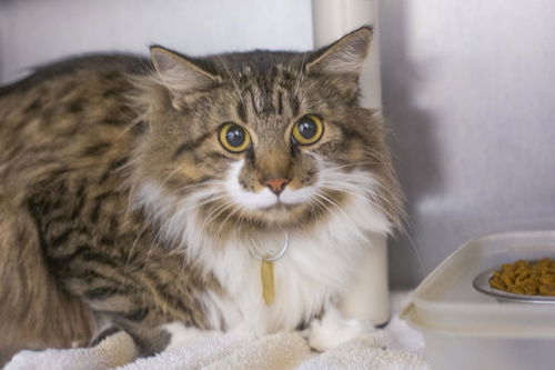 picture of the cat needing adoption