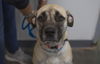 adoptable Dog in mountain home, AR named Charlotte (Sharla)